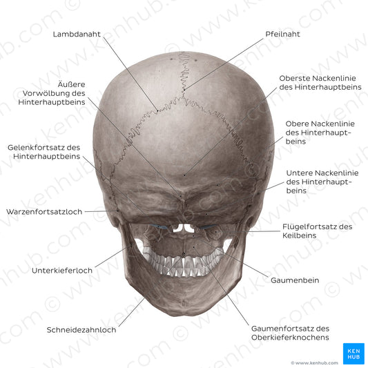 Skull (posterior view) (German)