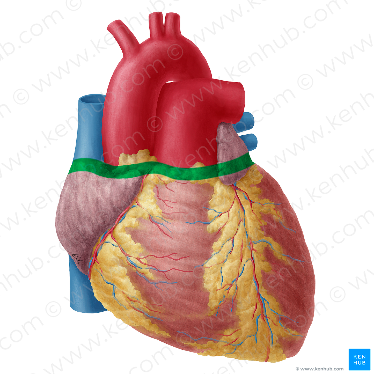 Superior border of heart (#20250)
