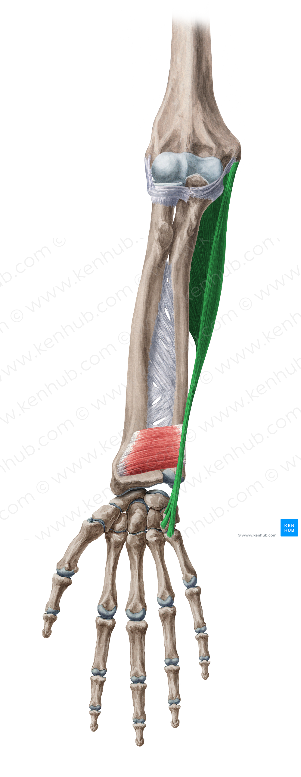 Flexor carpi ulnaris muscle (#5357)
