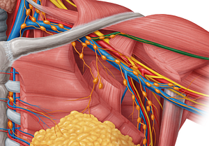 Cephalic vein (#10094)