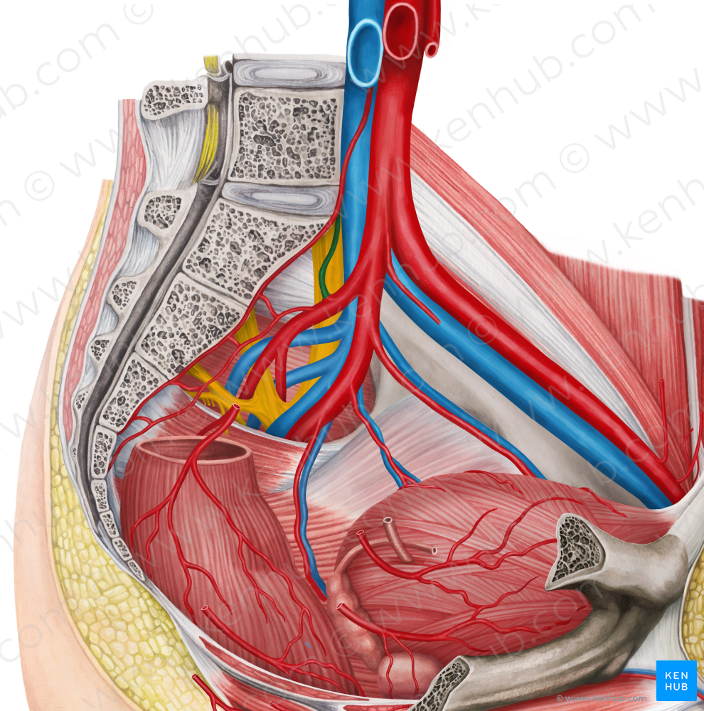 Left iliolumbar artery (#1439)