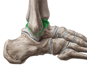 Ankle joint (#2094)