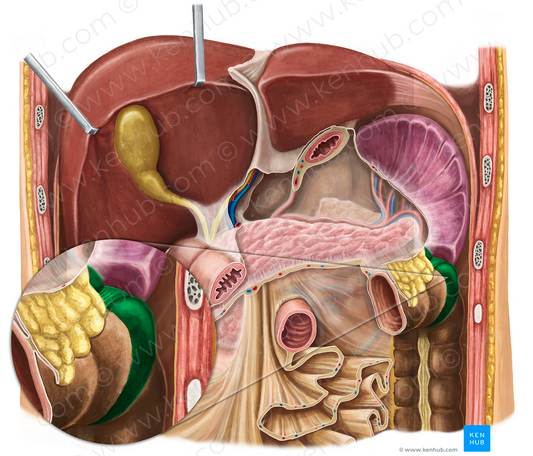 Left colic flexure (#3701)