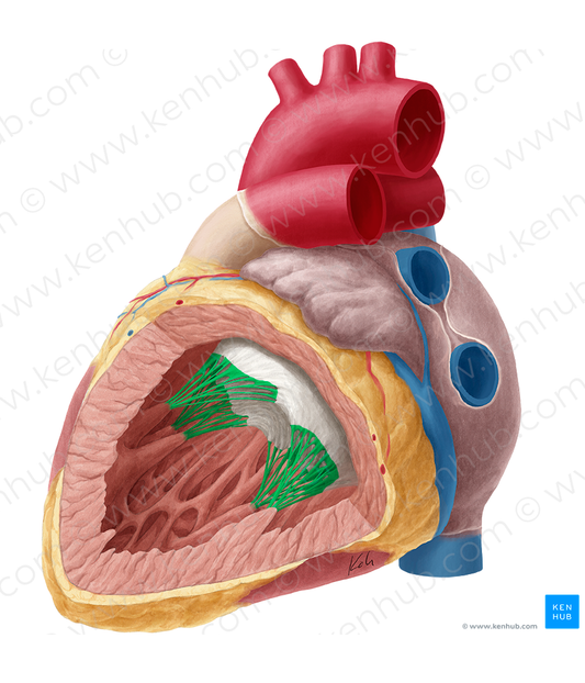 Tendinous cords of left atrioventricular valve (#2605)