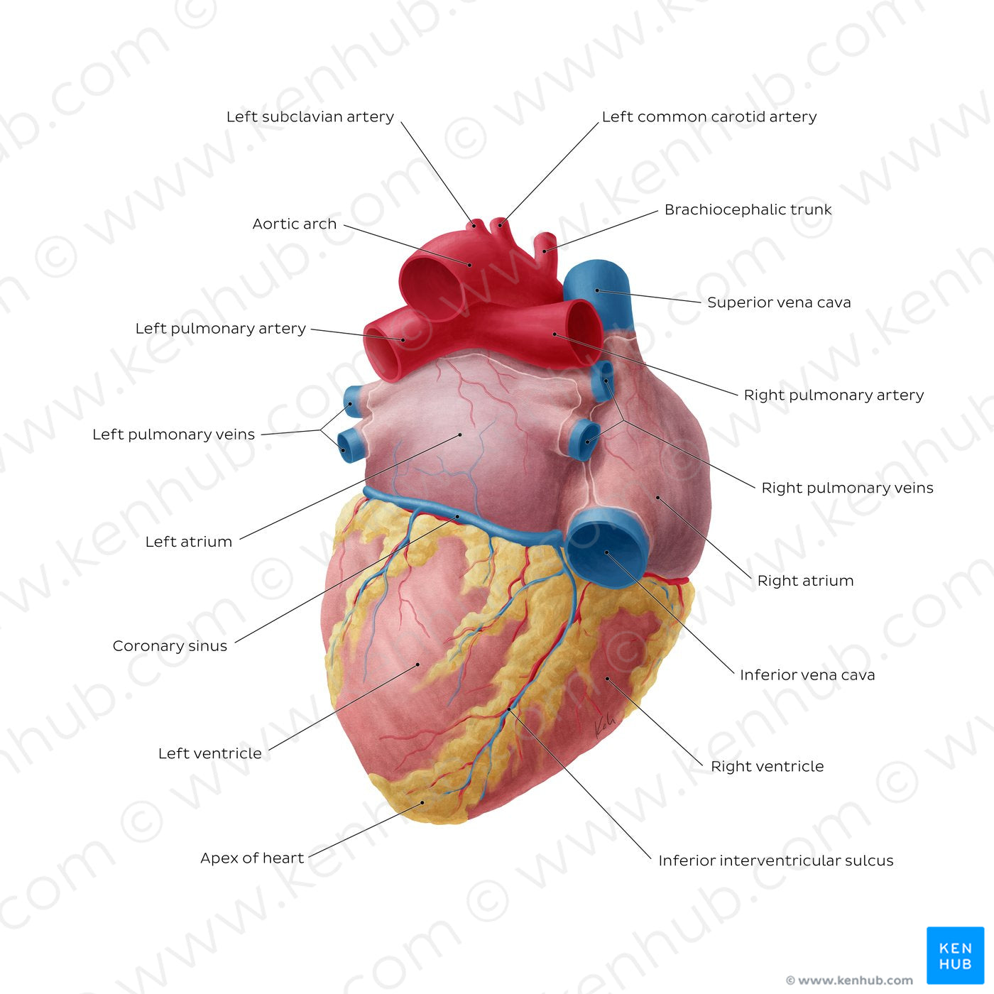 Posteroinferior view of the heart (English)