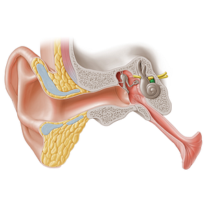 Cochlear nerve (#16196)