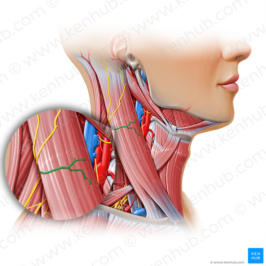 Transverse cervical nerve (#11160)