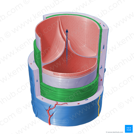 Tunica media of vein (#16401)