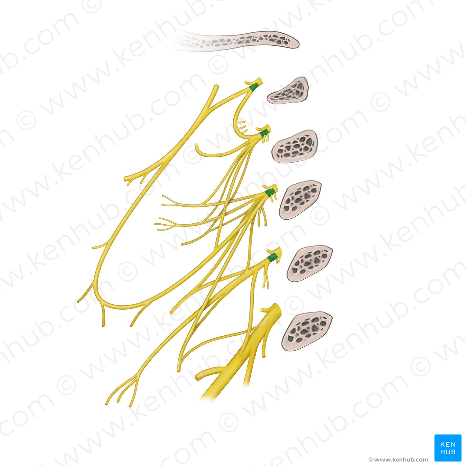Anterior rami of spinal nerves C1-C4 (#20595)
