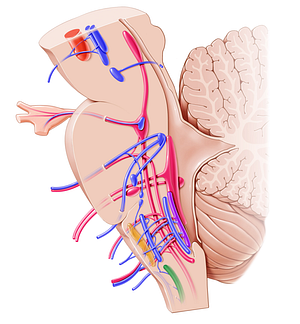 Nucleus of accessory nerve (#7220)