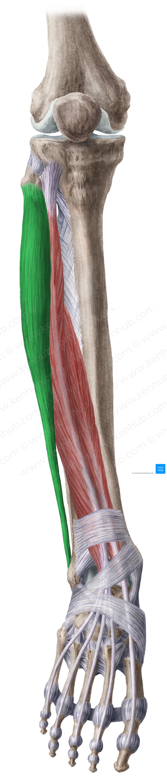 Fibularis longus muscle (#5756)