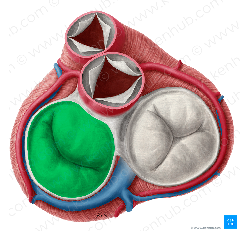 Left atrioventricular valve (#9907)