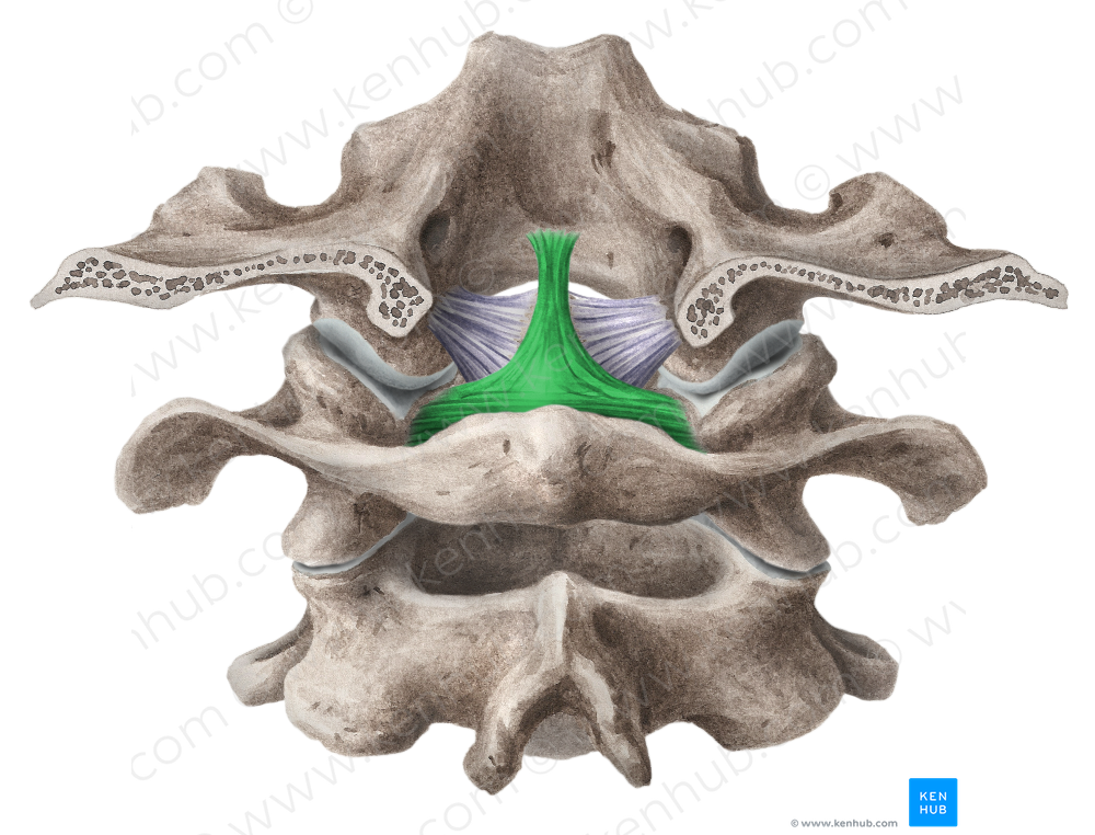 Transverse ligament of atlas (#4654)