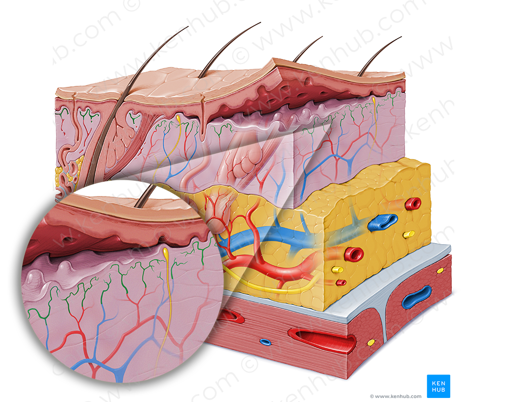 Dermal vascular plexus (#8050)