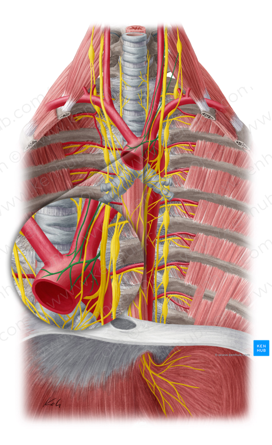 Thoracic aortic plexus (#7946)