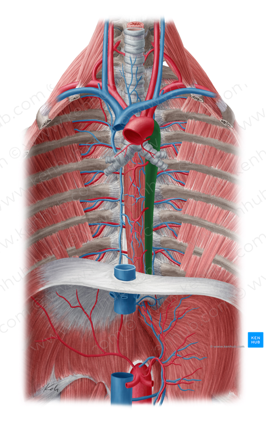 Descending thoracic aorta (#733)