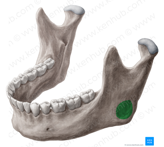 Masseteric tuberosity of mandible (#9778)