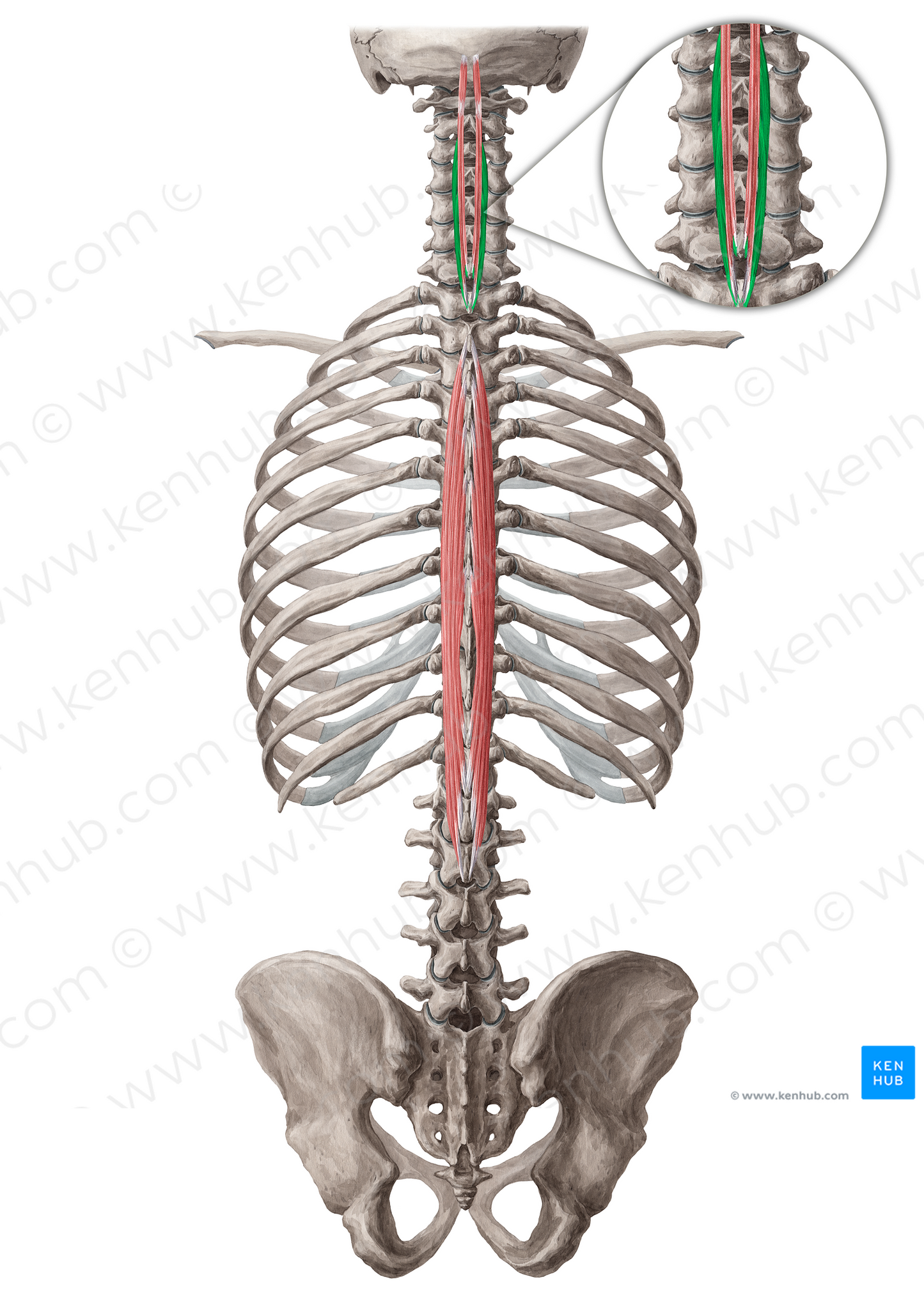 Spinalis cervicis muscle (#19003)