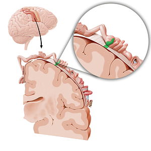 Sensory cortex of little finger (#11051)