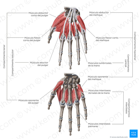 Muscles of the hand: Groups (Spanish)