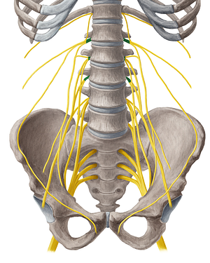 Spinal nerves L1-L3 (#6257)