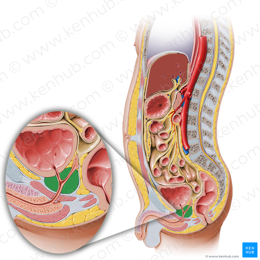 Prostate (#8380)