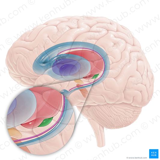 Medial geniculate body (#16713)