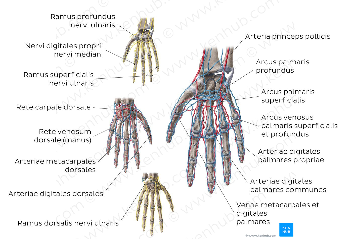 Neurovasculature of the hand (Latin)