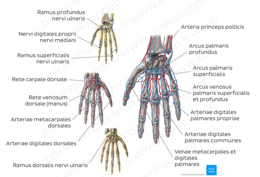 Neurovasculature of the hand (Latin)