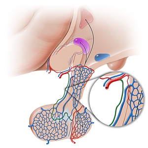 Descending branch of superior hypophyseal artery (#16241)