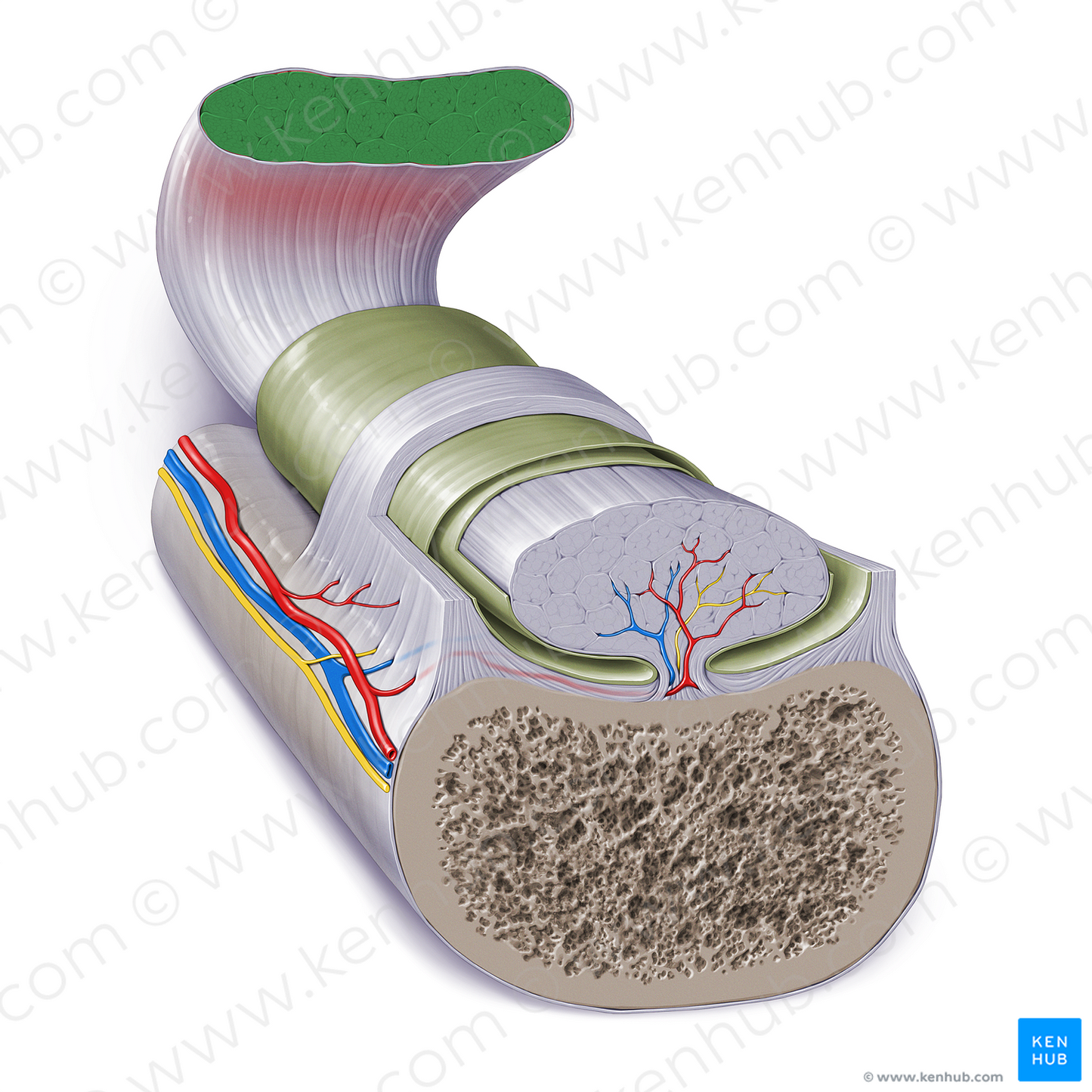 Muscle (#17259)