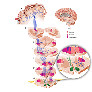 Anterior corticospinal tract (#11203)