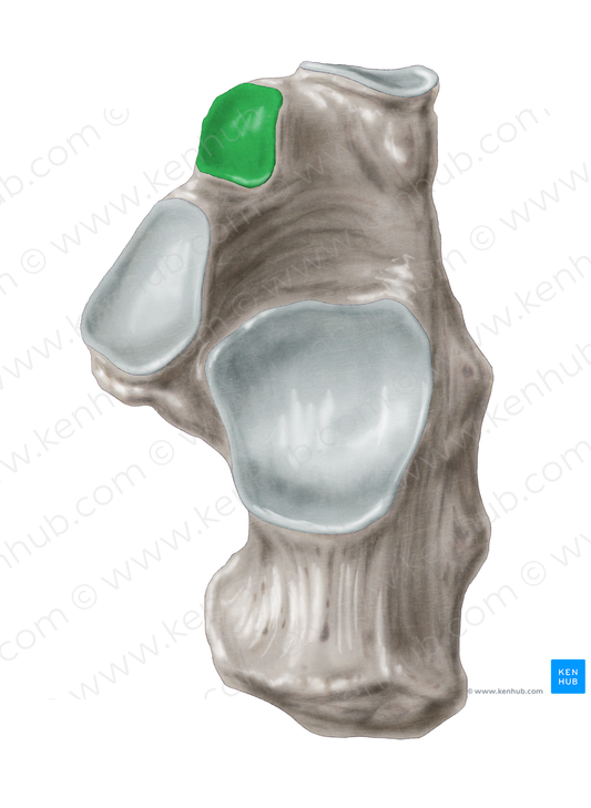 Anterior talar articular surface of calcaneus (#3473)