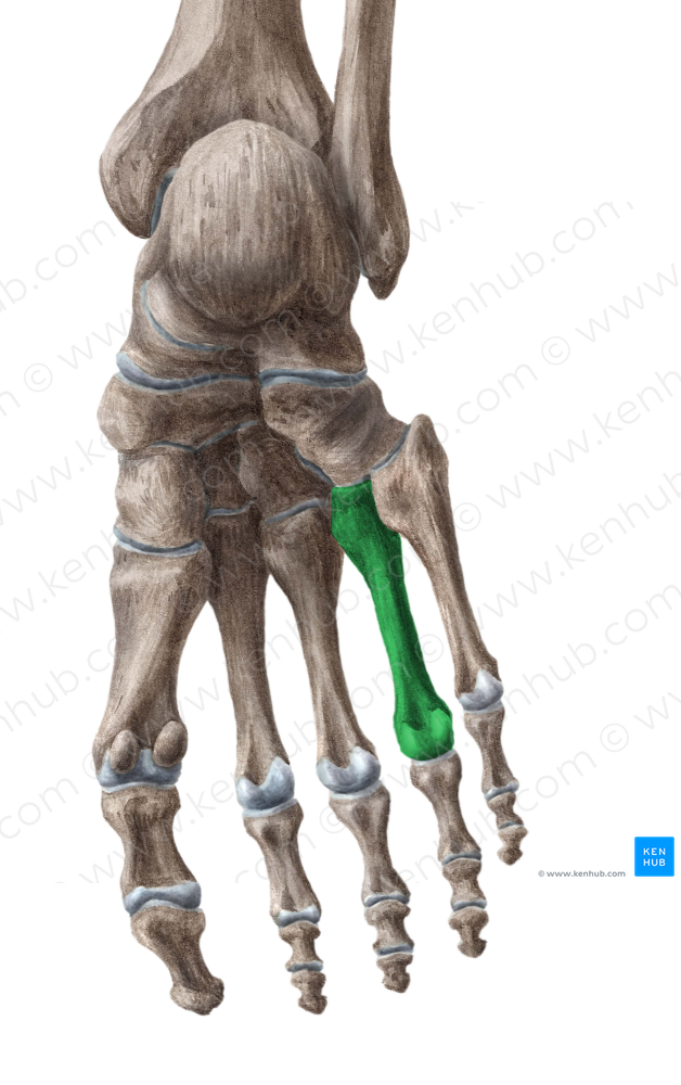 4th metatarsal bone (#7428)