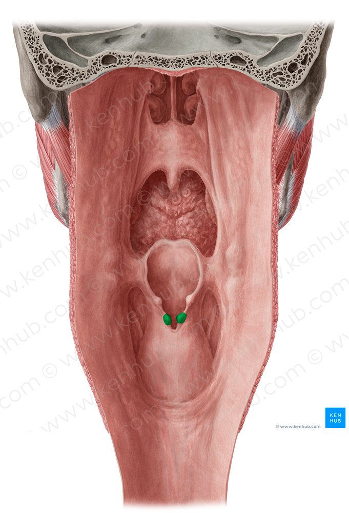 Corniculate tubercle (#9717)