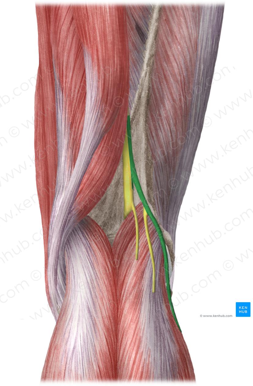 Common fibular nerve (#6661)