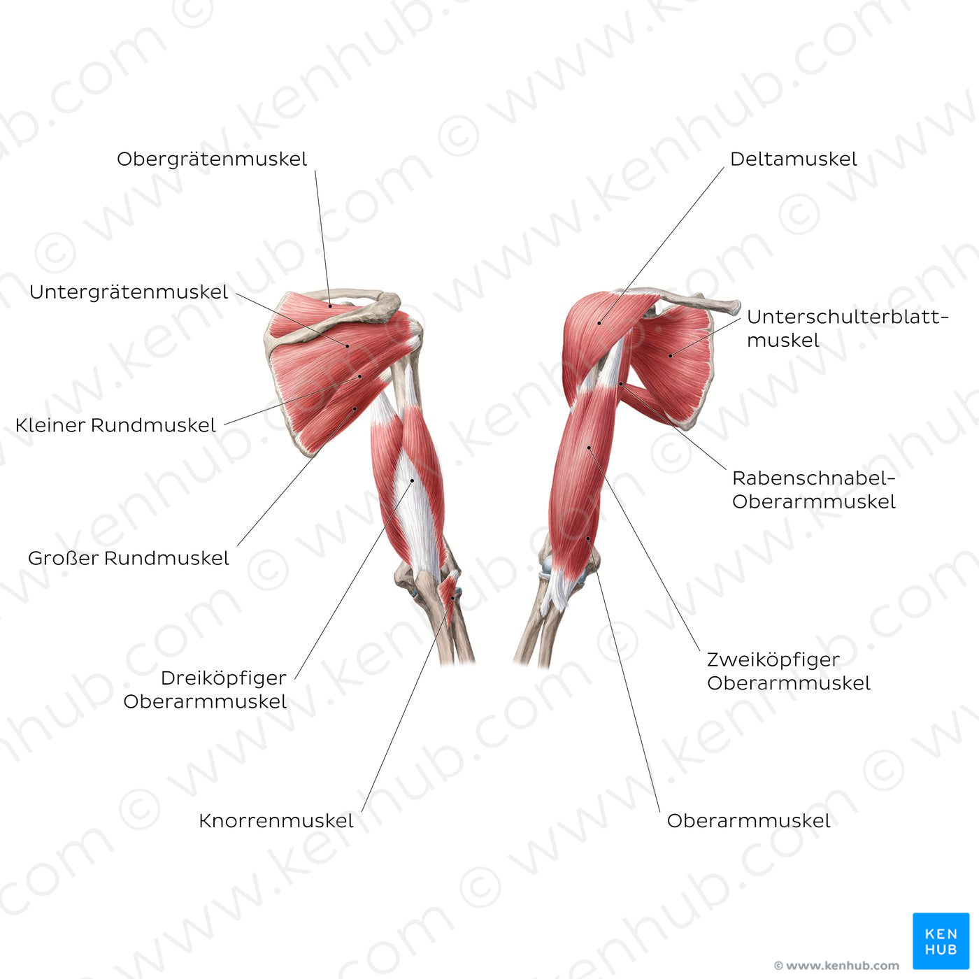 Muscles of the arm and shoulder (German)