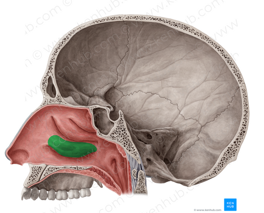 Inferior nasal concha (#2791)
