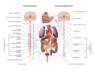 Autonomic nervous system (German)