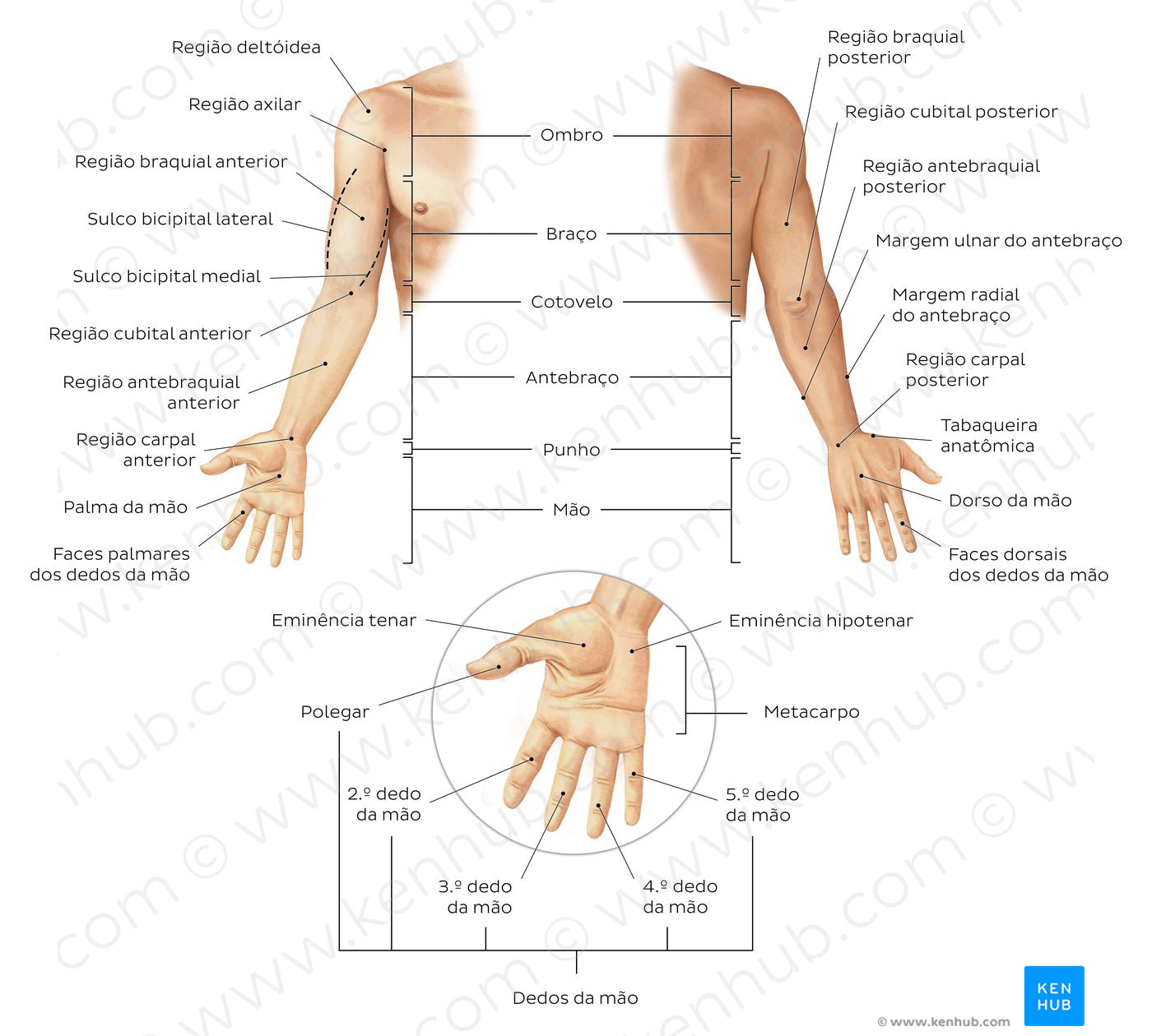 Regions of the upper extremity (Portuguese)