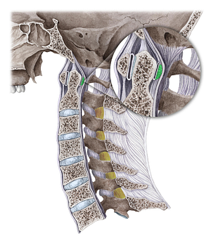 Transverse ligament of atlas (#4653)