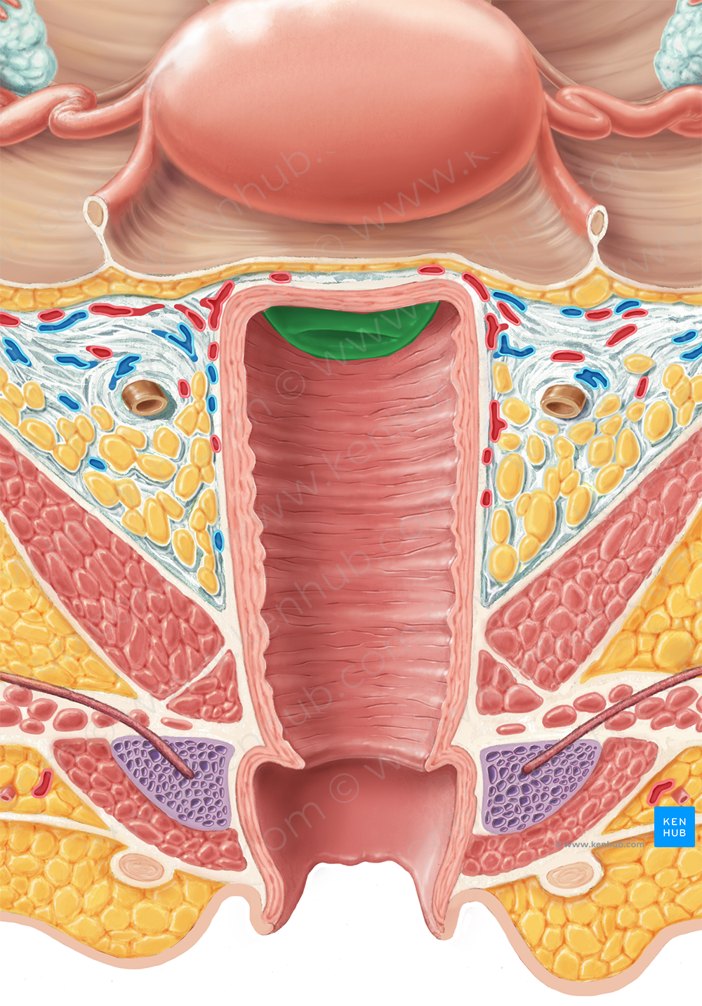 Cervix of uterus (#2577)