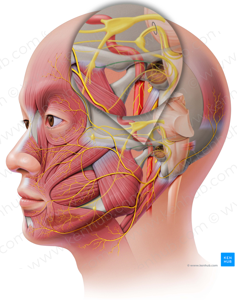 Lesser petrosal nerve (#6675)