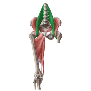 Psoas major muscle (#19643)