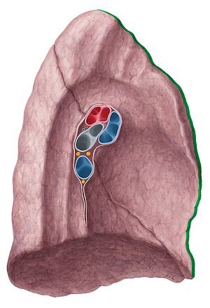 Anterior border of left lung (#4913)