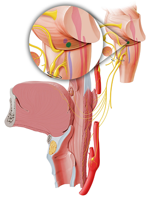 Inferior salivatory nucleus (#7254)