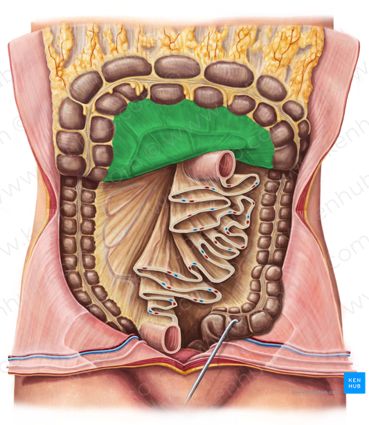 Transverse mesocolon (#5093)