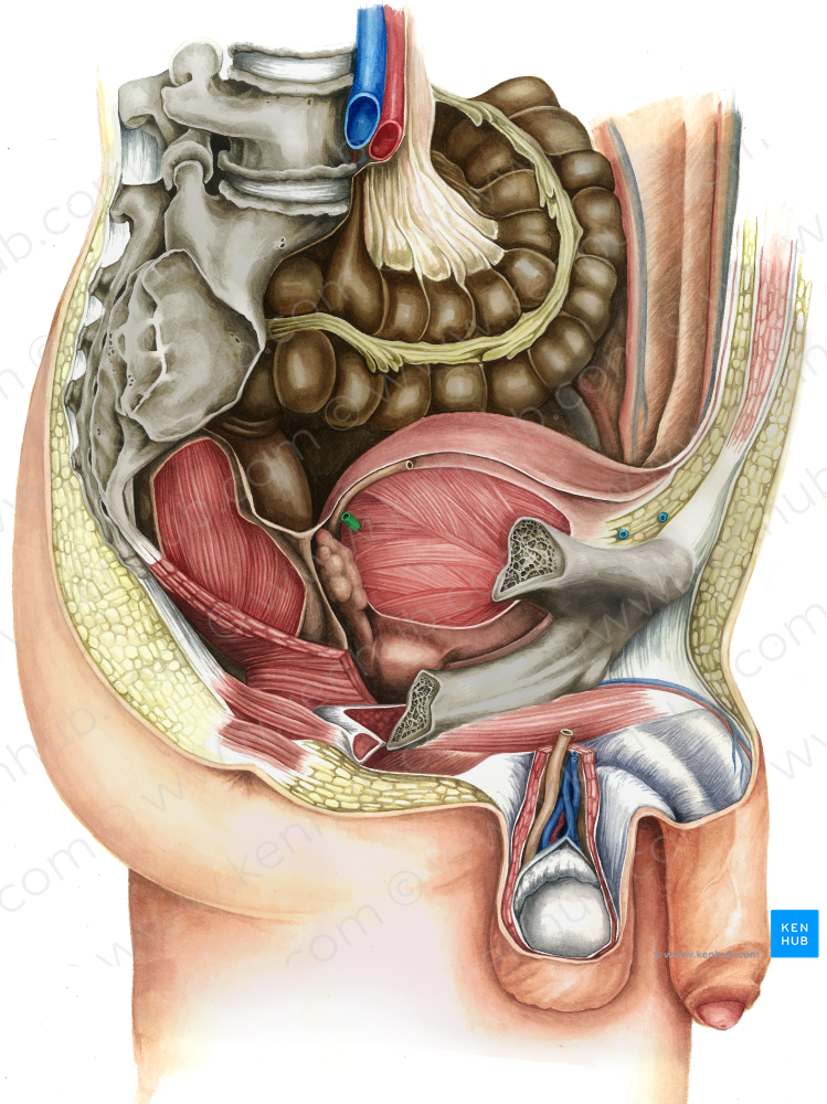 Right ureter (#9850)