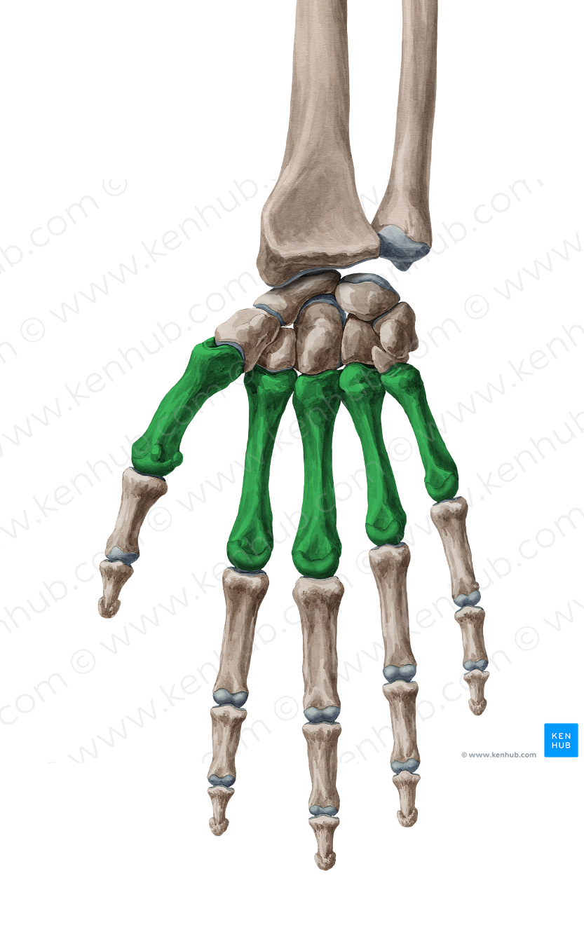 Metacarpal bone (#7499)