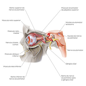 Oculomotor nerve (Portuguese)